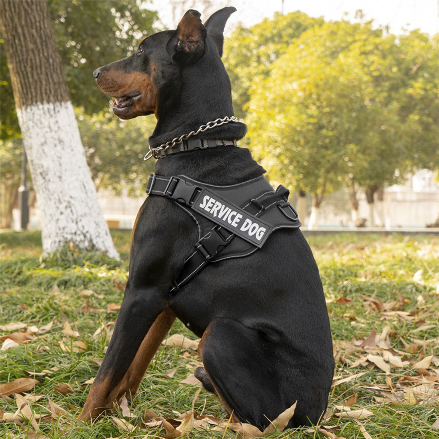 Arnés de Servicio Extra Doble para Perro - Color Negro Talla M
