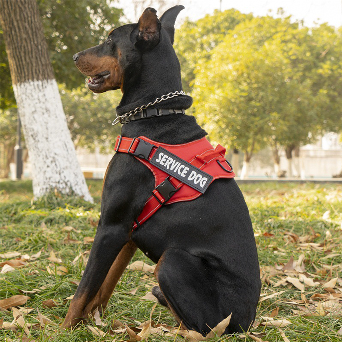 Arnés de Servicio Extra Doble para Perro - Color Rojo Talla M